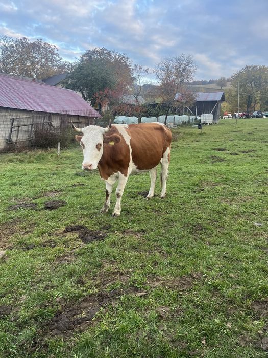 Vand Junica Gestanta