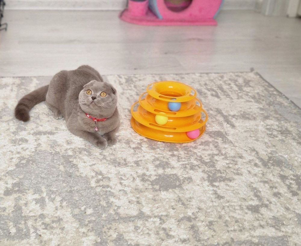 Кошка мушук сеоттиш фолд