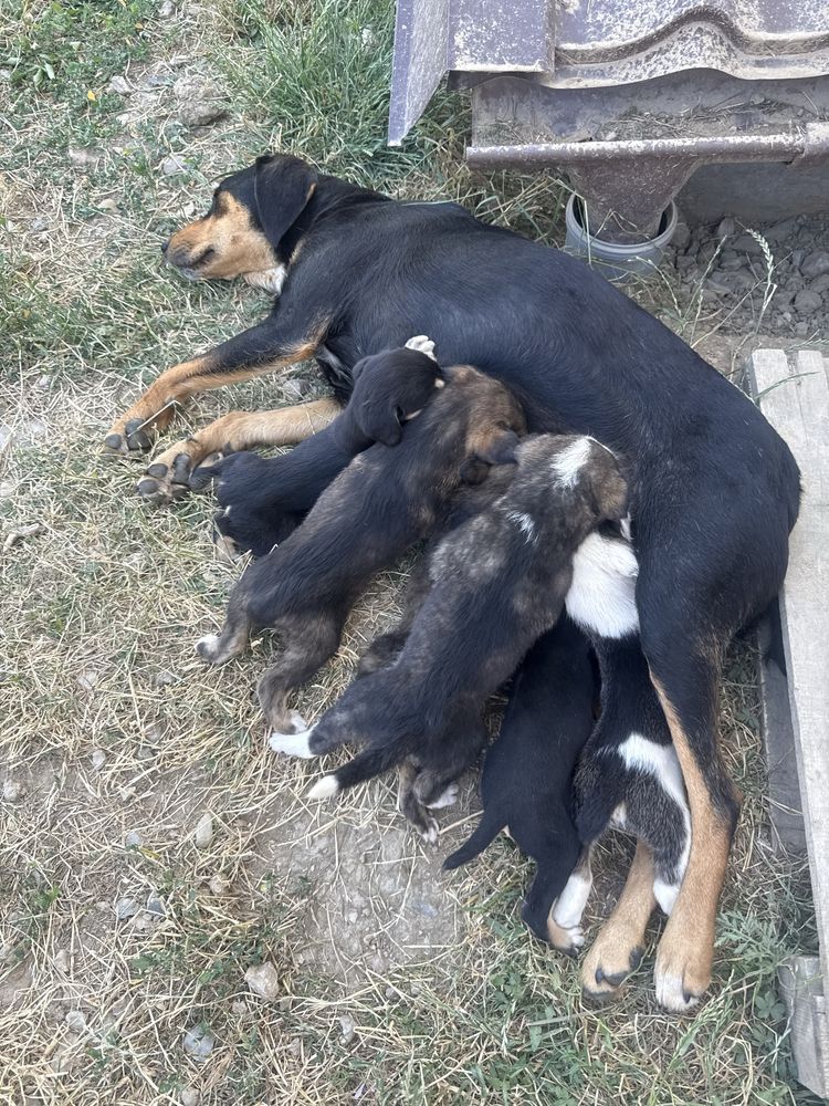 Donez căteluși de vanatoare