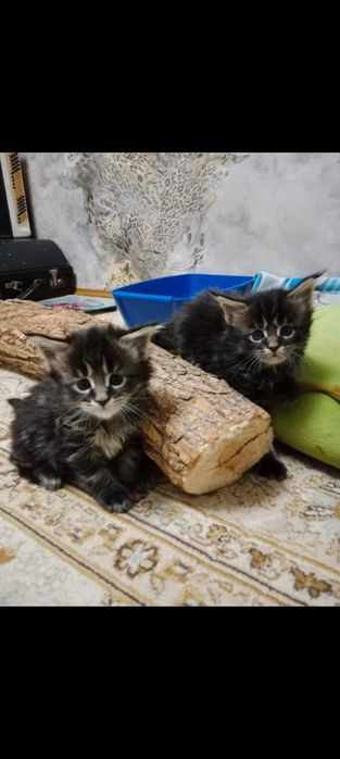 Мейн-кун девочки