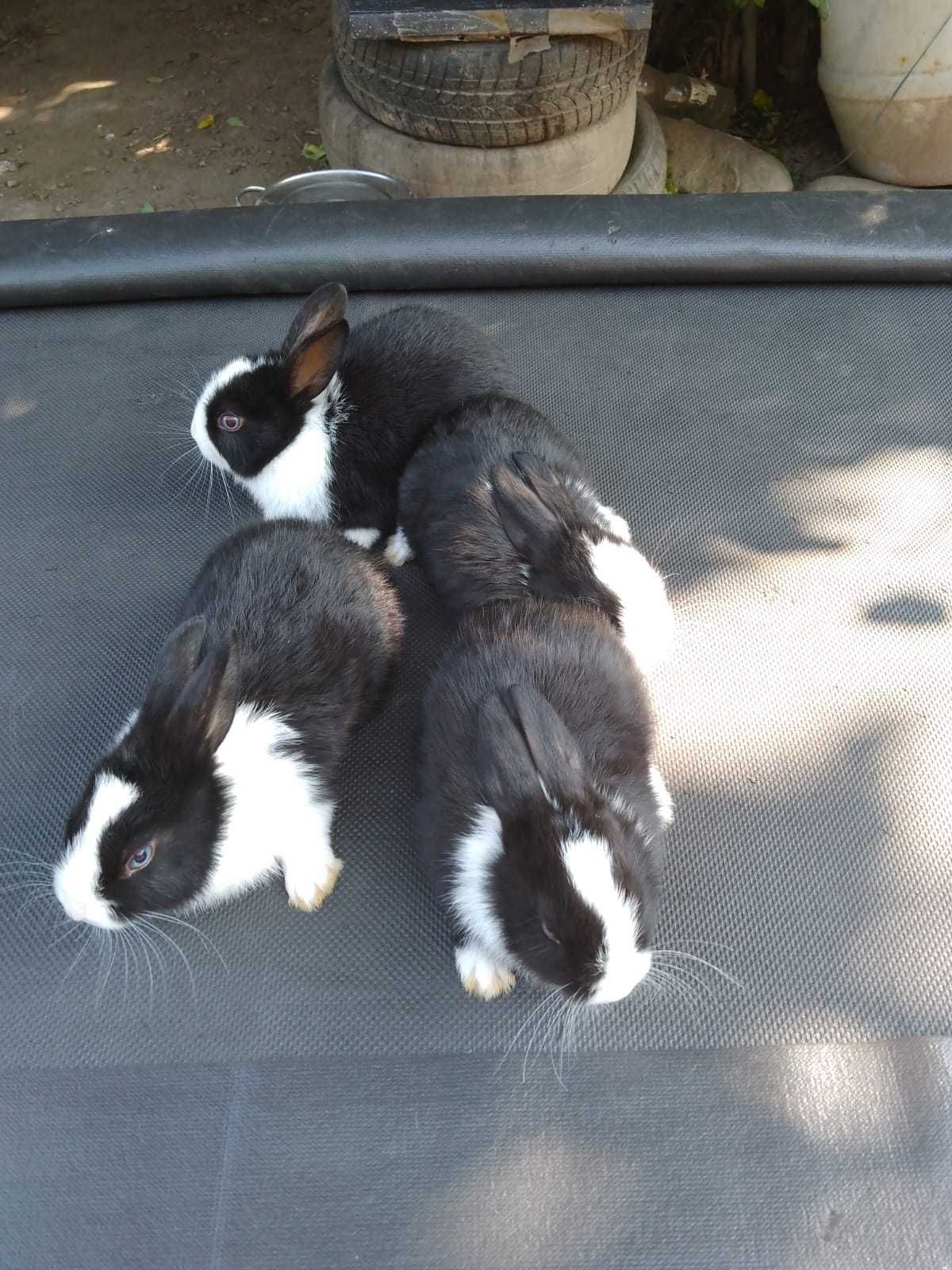 Iepurași pitici disponibili