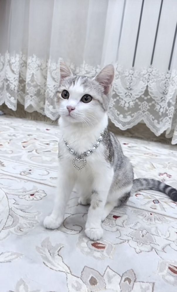 Продается кошка “Скоттиш страйт”