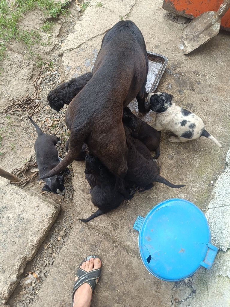 Donez cățeluși Labrador/Retriever
