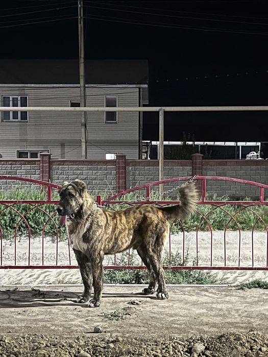 Таза қанды баитцови алабай 10 айлық