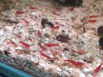 Creveti neocaridina rosii (RCS)