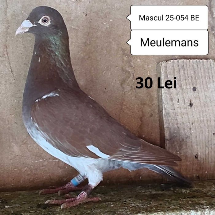 Porumbei Meulemans