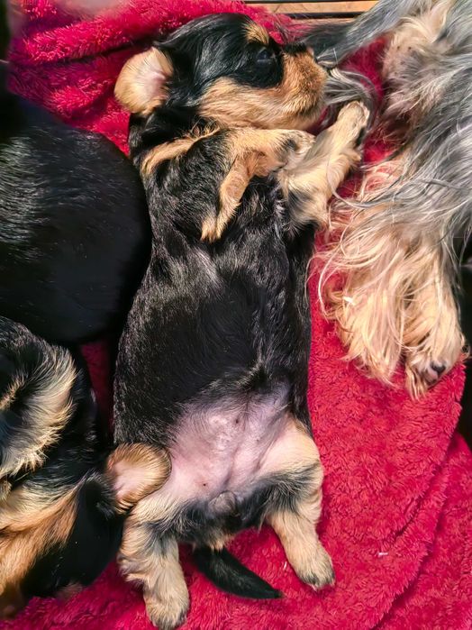 Сладки Йоркита очакват своите нови стопани