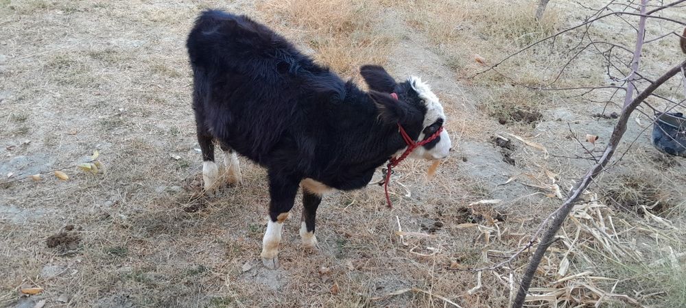 Ангусга сментал гибрид 4, 5ойлик сутдан чикган