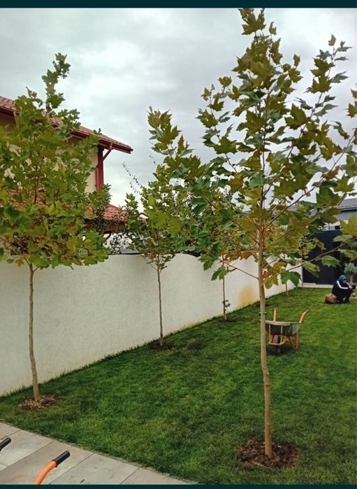 Copaci Mesteacan Tei Platan Cireș catalpa