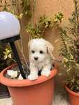 Bischon maltez toy