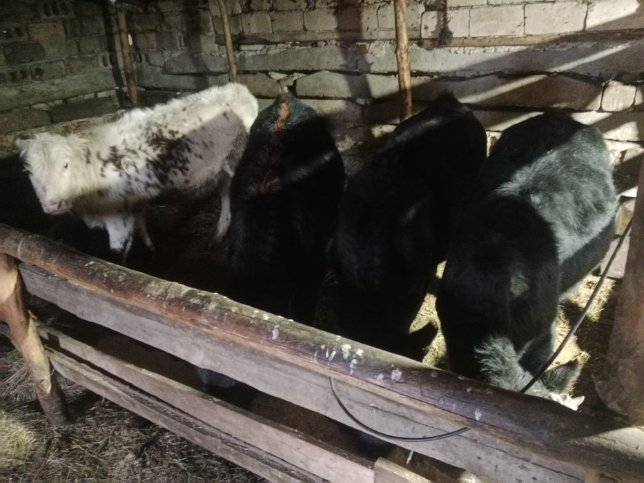 Продам 4 голов телят