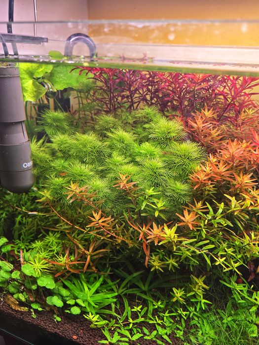 Plante Naturale Acvariu