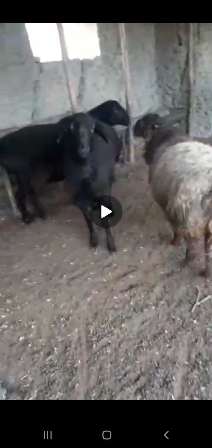 Zotli qo'y urug'likka