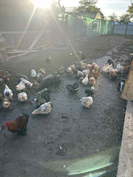 Gainusi pitice chochinchina