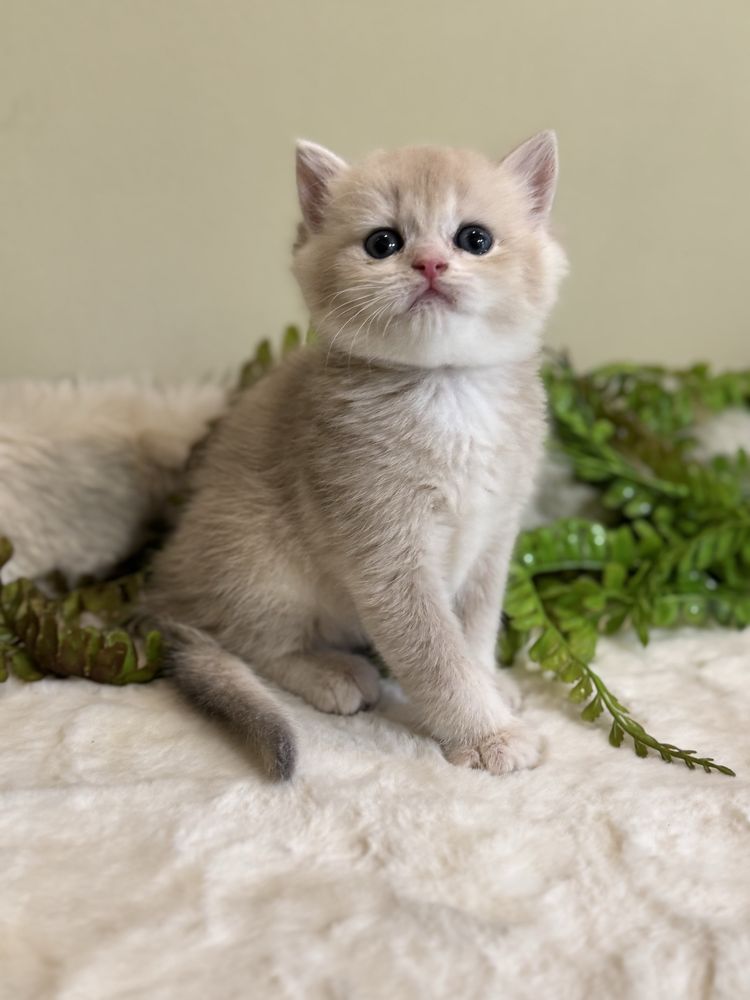 Продается котенок ay12