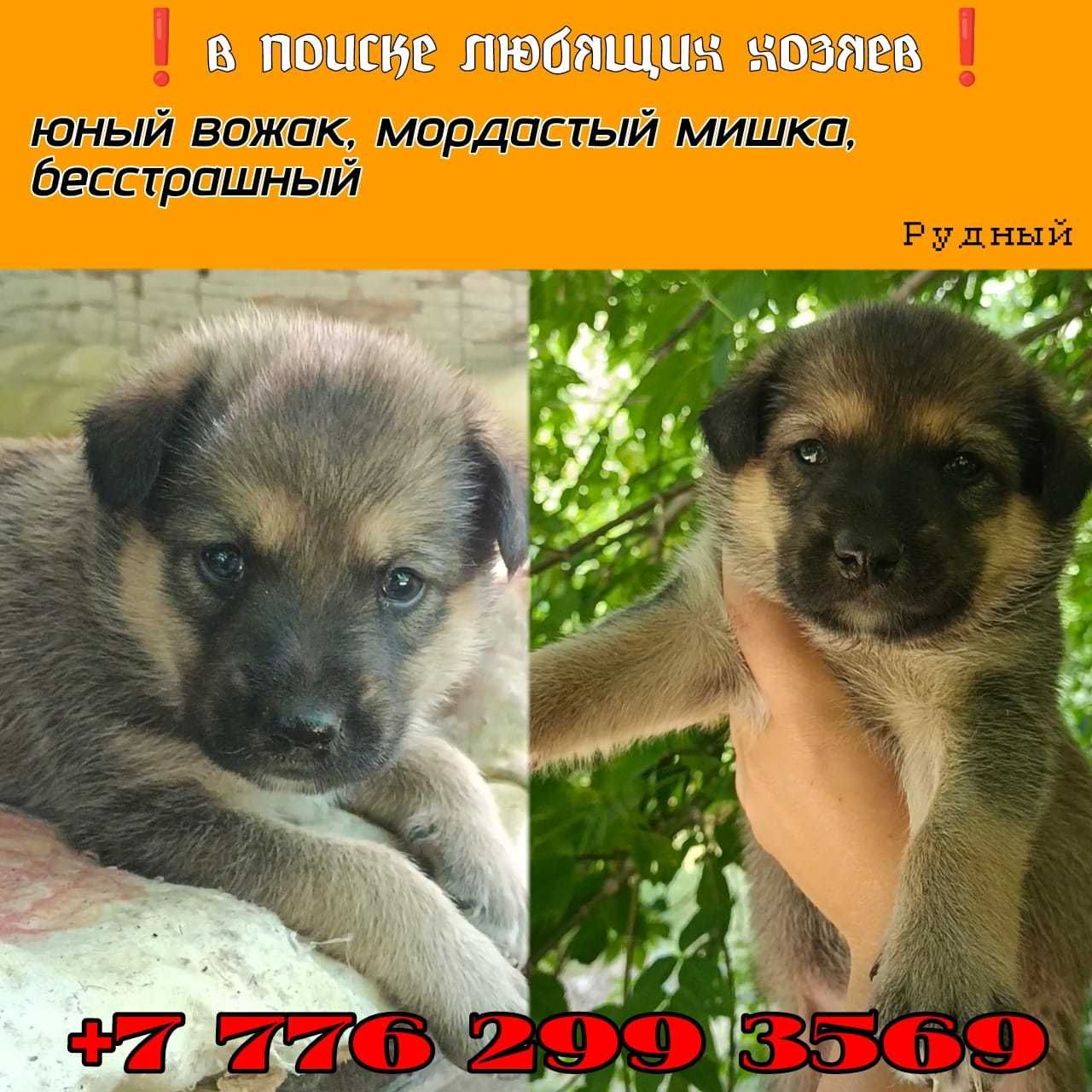 Ищем любящих хозяев