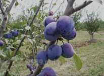 Молдавский слива кучатлари