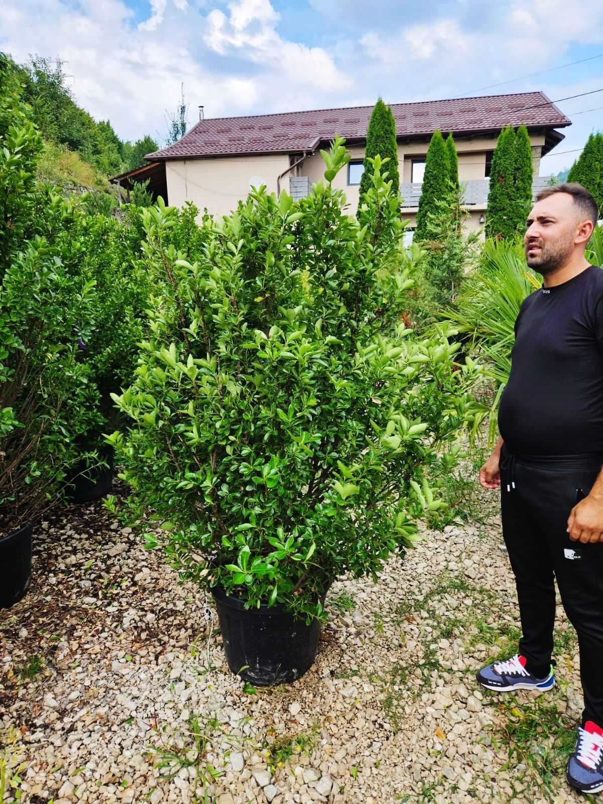Pon Pon, Etajer 3 Bile, Evonymus Frunză