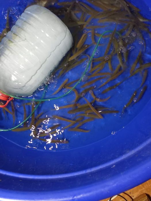 Продам малька. Сорга касушка на хищника. 90 т.