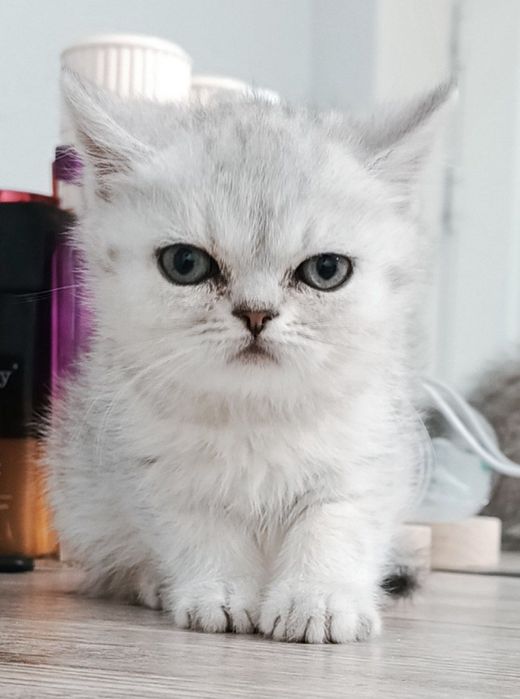 Shinshilla strayt akras tabbi