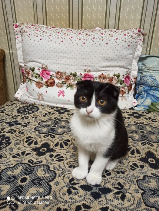 Срочно продаётся вислоухий котёнок.