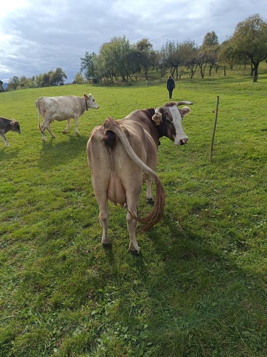 Vaca bruna de vânzare