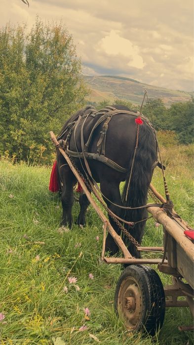 Vand armasar foarte bun