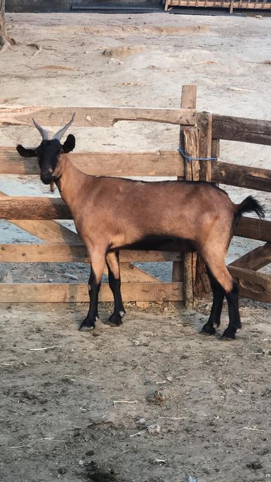 Vând capra alpina franceza