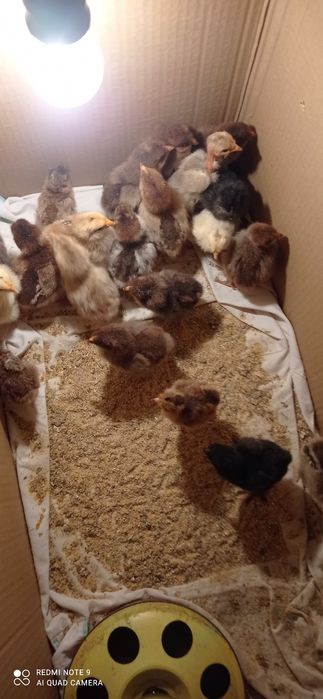 Катунски кокошки