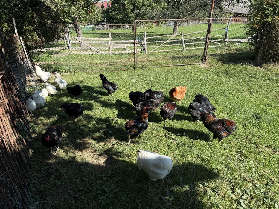 Cocosi Araucana Rasa Pura