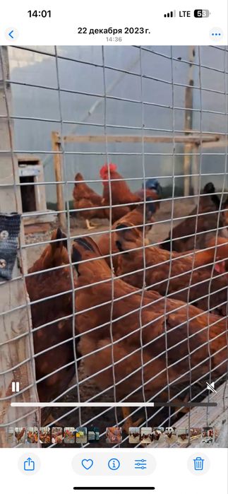 Тухум Tuxum дамашни тухум истемолга сотилади