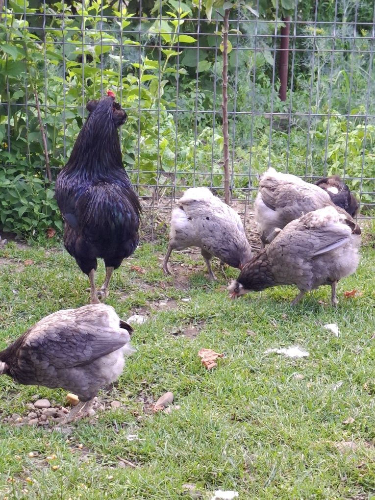 Pui araucana negru albastru
