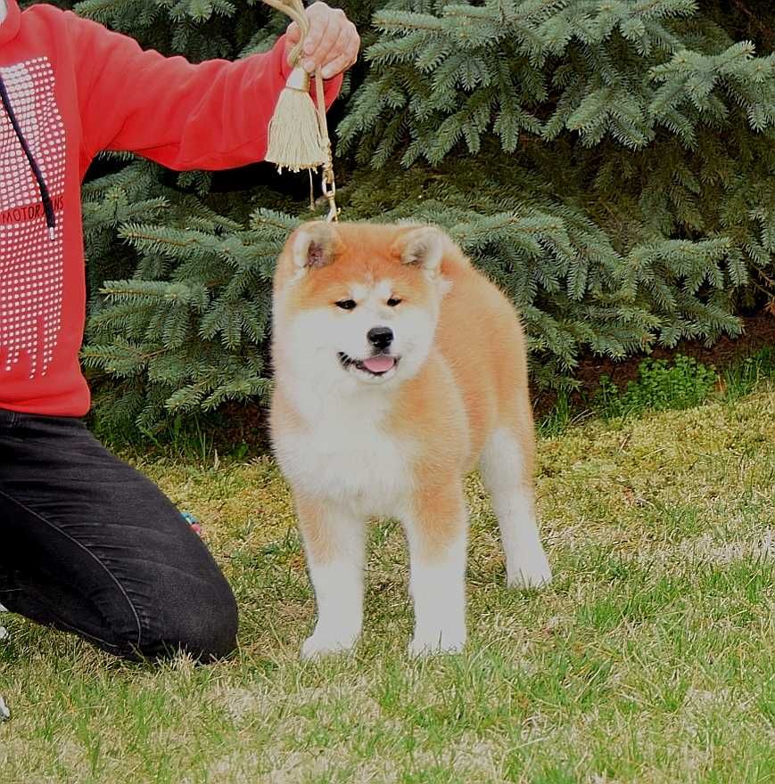 Pui Akita inu, părinți multipli campioni