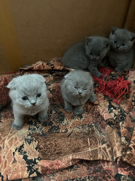 Котенца шотлански клепоухи и британчета