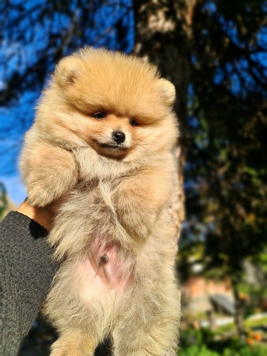 Померан померан.
