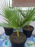 Palmieri washingtonia.