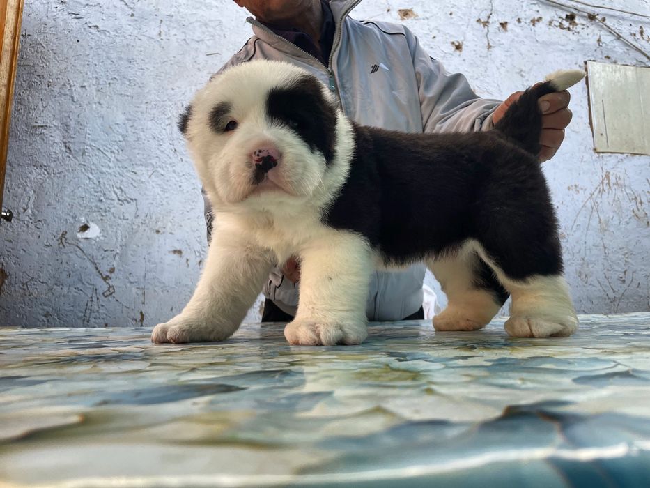 Щенок алабая ( супер Гигант )