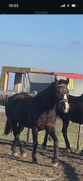 De vanzare, iapa pentru echitatie