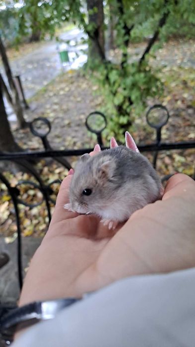 Hamster + cușcă.