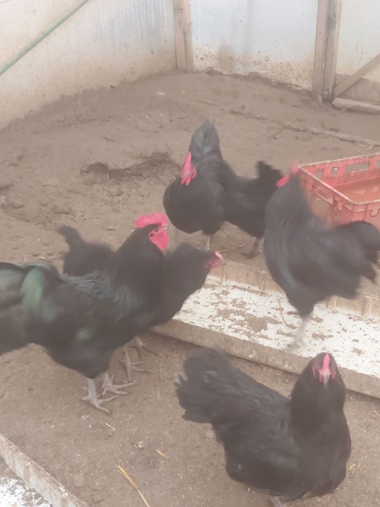 Vând ouă Australorp pt. Incubator