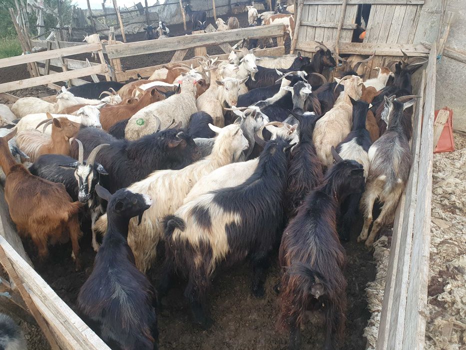 Capre de vanzare 350lei buc