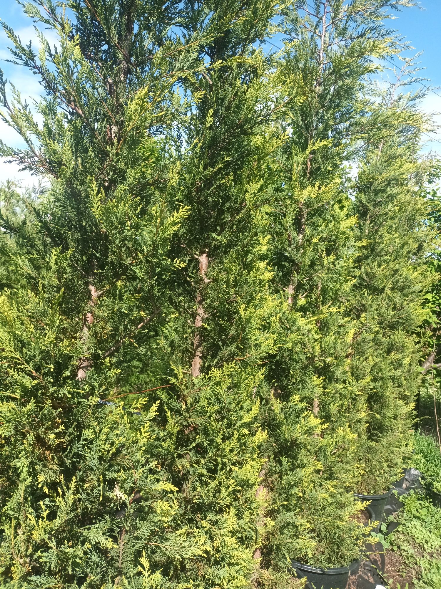 Leylandii castelewallan gold 300/350cm, gard viu vesnic verde/auriu