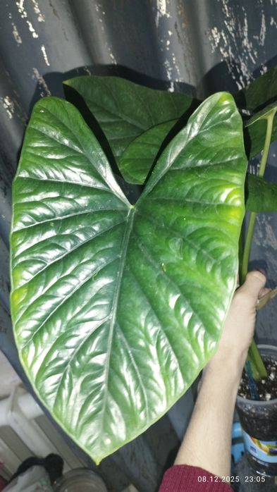 Продается Шикарная Алоказия Лукиван