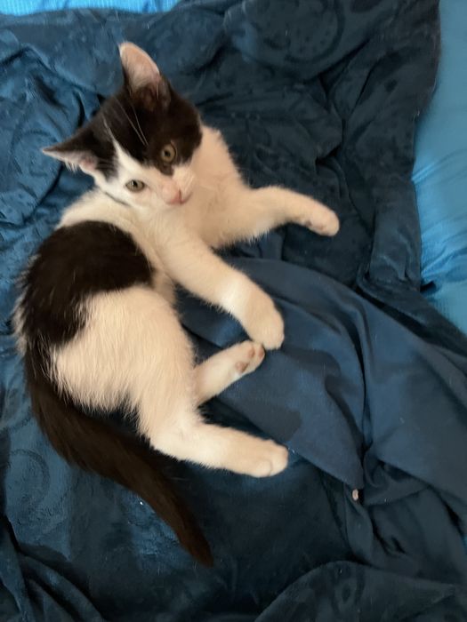Подарявам мъжко коте