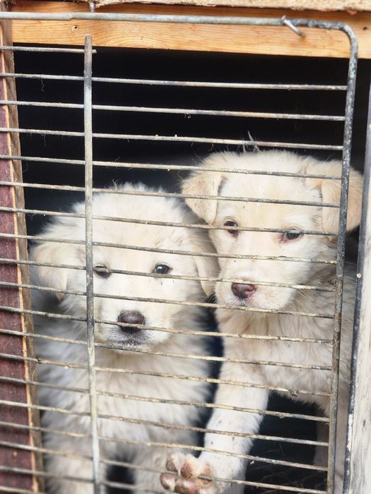 alabay kuchuk sotiladi