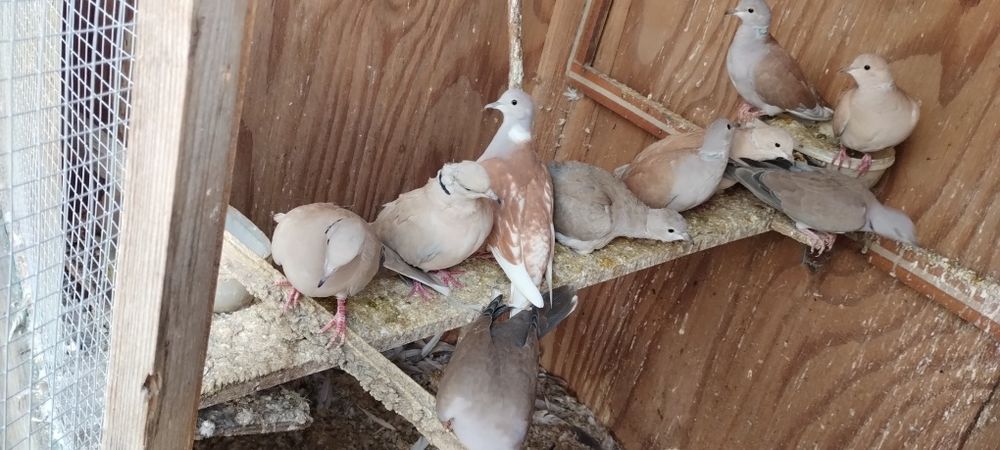 Кускумрийки гугутки, гълаби, и декоративни петлета.