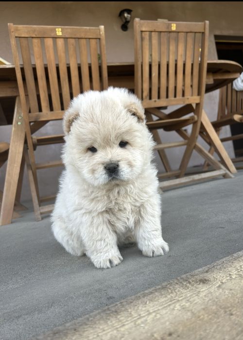 Chow chow de vanzare