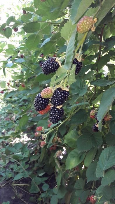 Oferta Butasi mur fara tepi Thornfree, Butasi zmeur fara tepi, capsuni