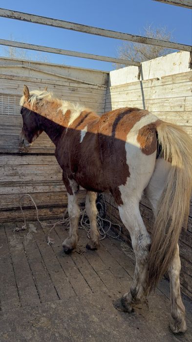 Продам тай жеребчик