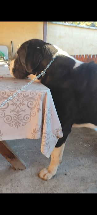 Mascul Ciobanesc de Asia Centralaă